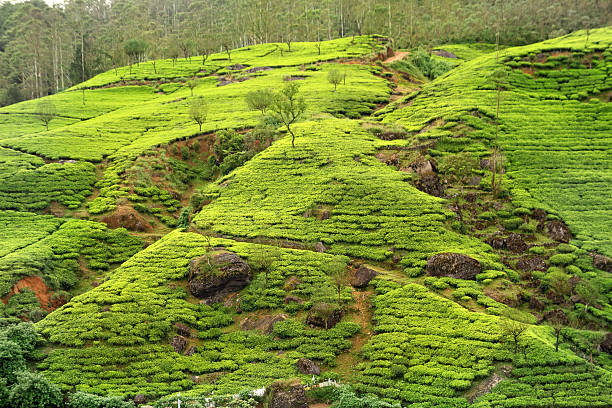 Tea Gardens of Darjeeling