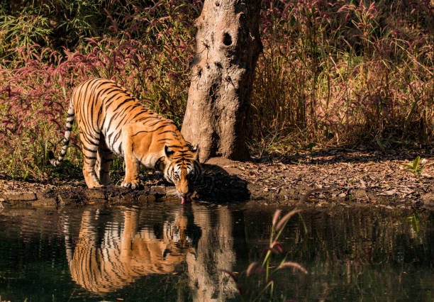 Tiger drinking water from a waterhole