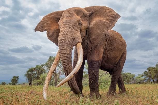 African elephant, Factxx