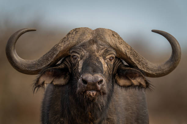 Cape buffalo, Factxx