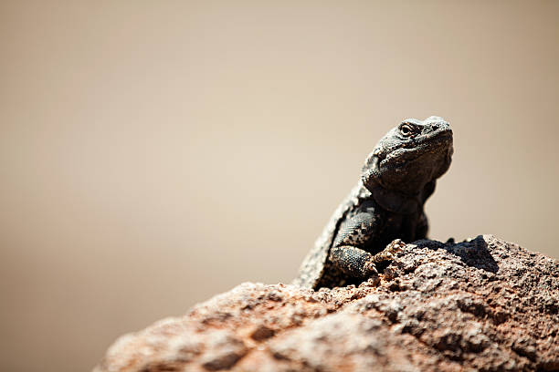 Desert wildlife, Factxx