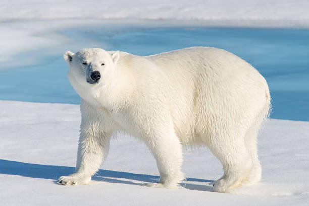 Polar bear, Factxx