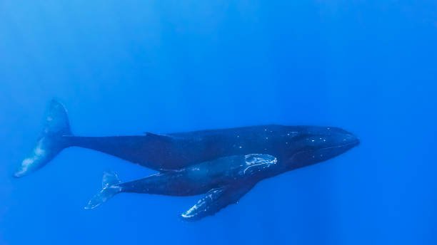 amazing facts about blue whale