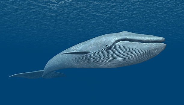 Blue Whale