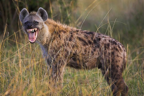 hyena, Factxx