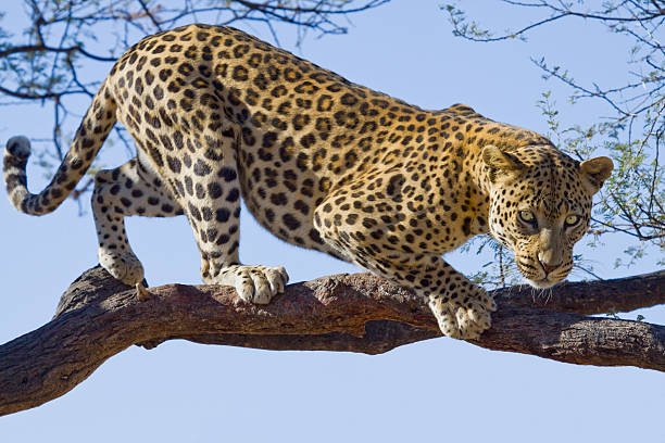 leopard, Factxx