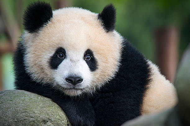 chinese panda